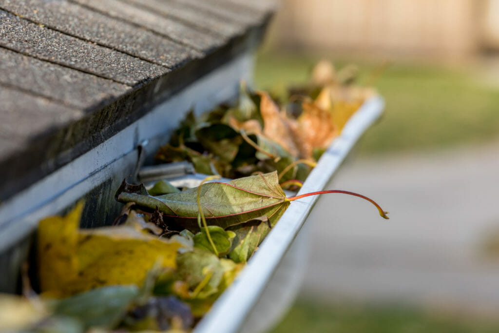 Gutter and Roof Maintenance