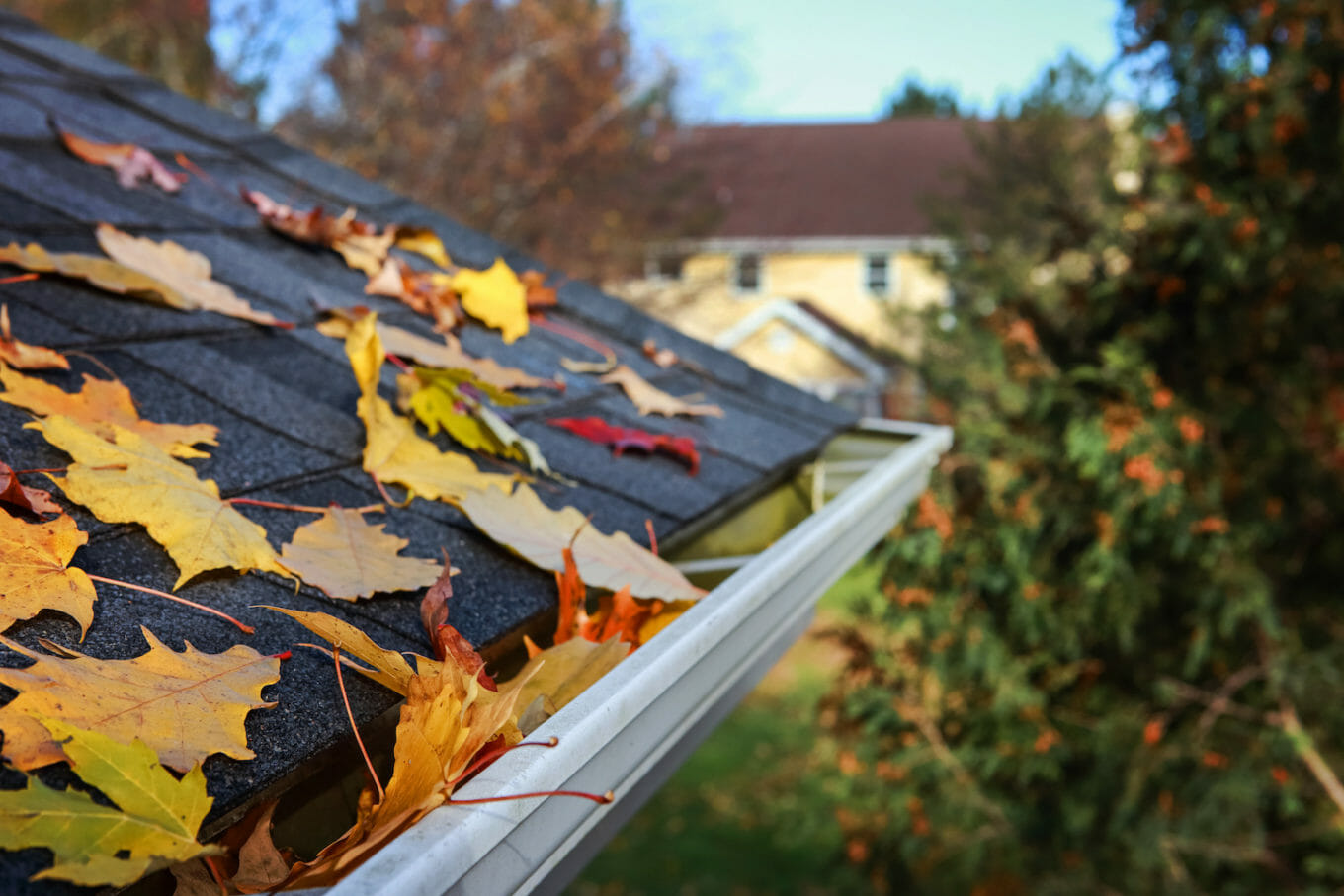 when to replace roof materials closeup view of the corner of a roof with red and yellow autumn leaves on the asphalt shingles